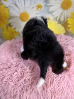 Annie, a female Aussiedoodle for sale in Ripley, MS – 3 of 6