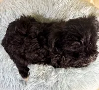 Tony, a male Miniature Schnauzer for sale in Ripley, MS – 8 of 9