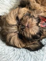 Gizmo, a male Shih Tzu for sale in Ripley, MS – 4 of 9