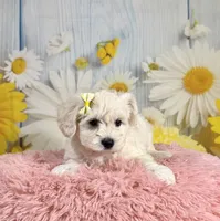 Shiloh , a female Miniature Schnauzer for sale in Ripley, MS – 7 of 10