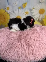 Ellie, a female Poodle - Toy  for sale in Ripley, MS – 4 of 10