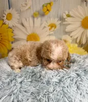Ozzy, a male Poochon for sale in Ripley, MS – 3 of 9