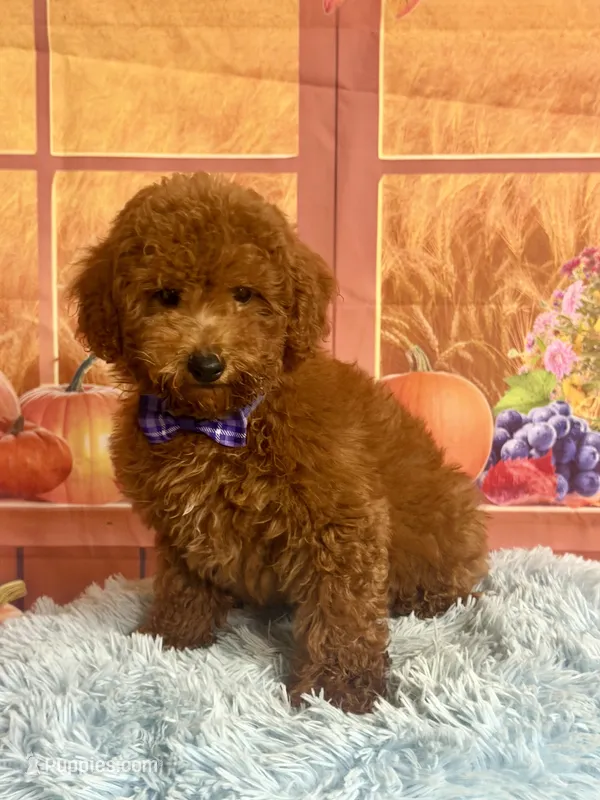 Red  – Poodle - Miniature  puppy for sale in Ripley, MS