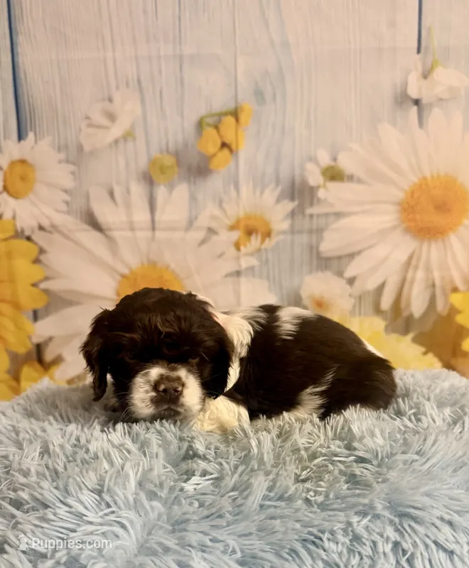 Charles – Cocker Spaniel puppy for sale in Ripley, MS