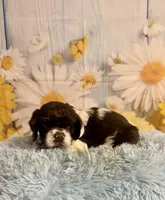 Charles, a male Cocker Spaniel for sale in Ripley, MS – 1 of 10