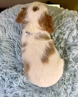 Cavapoo, a male Cavapoo for sale in Ripley, MS – 10 of 10