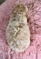 Jess, a female Poochon for sale in Ripley, MS – 3 of 4