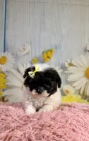 Fancy, a female Poodle - Toy  and Poodle - Miniature  for sale in Ripley, MS – 4 of 9