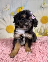 Dolly, a female Aussiedoodle for sale in Ripley, MS – 5 of 10