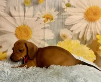 Copper, a male Miniature Dachshund for sale in Ripley, MS – 2 of 10
