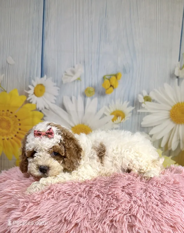 Willow – Cavapoo puppy for sale in Ripley, MS