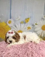 Willow, a female Cavapoo for sale in Ripley, MS – 1 of 10