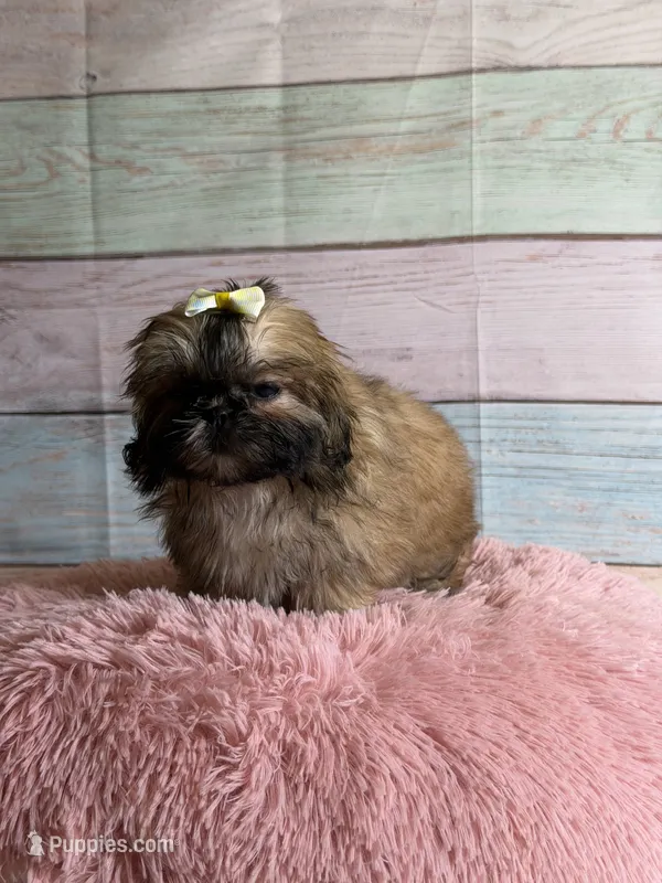 Brownie – Shih Tzu puppy for sale in Ripley, MS