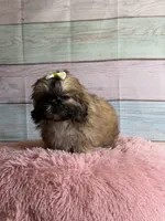 Brownie, a female Shih Tzu for sale in Ripley, MS – 1 of 6