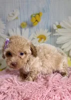 Jess, a female Poochon for sale in Ripley, MS – 1 of 4
