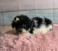 Cookie, a female Poodle - Toy  for sale in Ripley, MS – 3 of 7