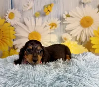 Ryder, a male Miniature Dachshund for sale in Ripley, MS – 9 of 10