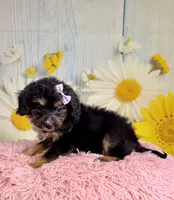 Dolly, a female Aussiedoodle for sale in Ripley, MS – 6 of 10