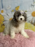 Lilly, a female Cavapoo for sale in Ripley, MS – 8 of 10