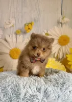 Jasper, a male Pomeranian for sale in Ripley, MS – 6 of 10