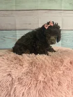 Jill, a female Poodle - Toy  for sale in Ripley, MS – 2 of 10