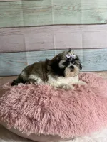 Sybil, a female Shih Tzu for sale in Ripley, MS – 2 of 7