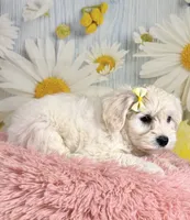 Shiloh , a female Miniature Schnauzer for sale in Ripley, MS – 5 of 10