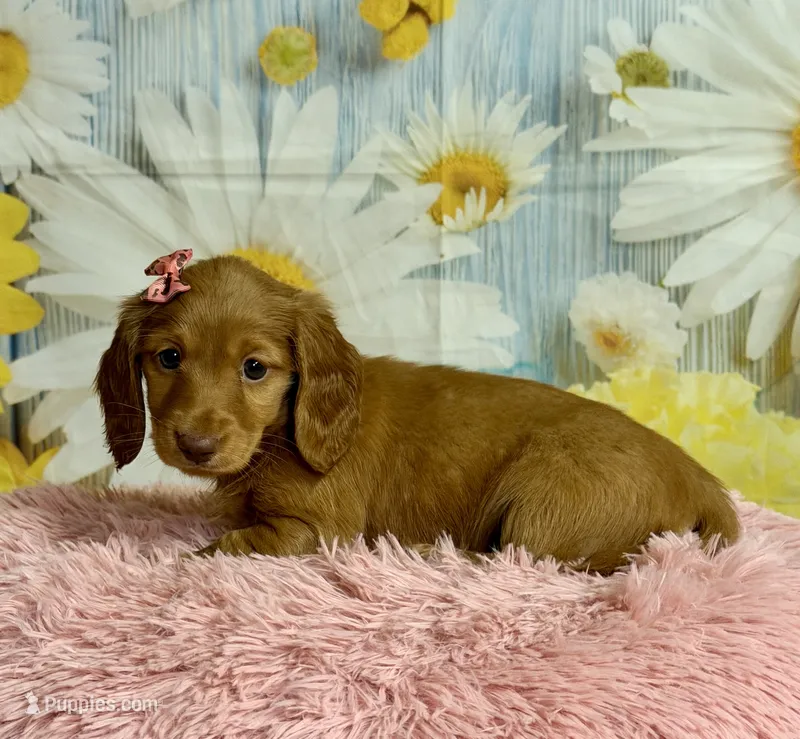 Ivy – Miniature Dachshund puppy on hold in Ripley, MS