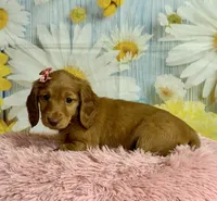 Ivy, a female Miniature Dachshund for sale in Ripley, MS – 1 of 10