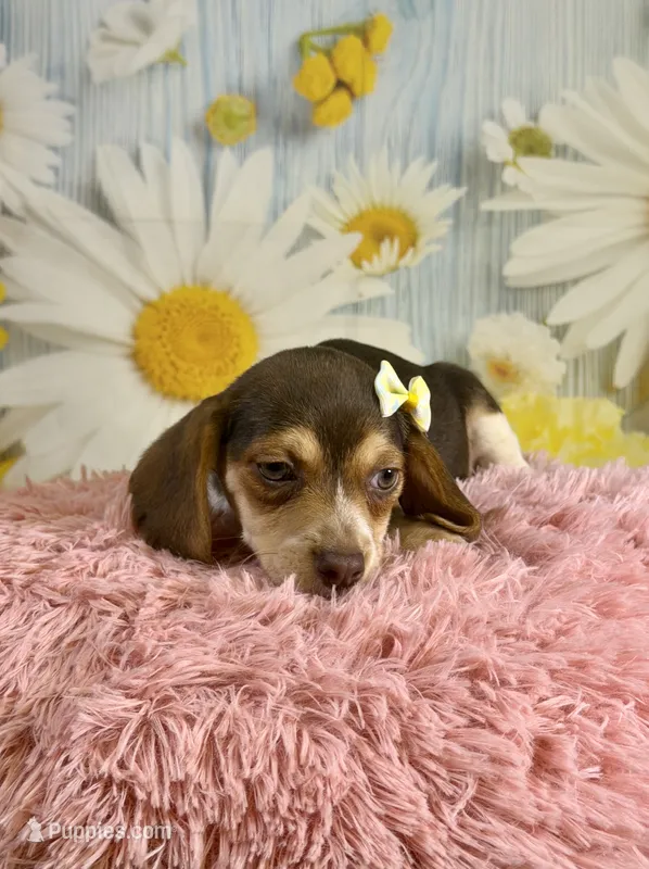 Sally – Beagle puppy on hold in Ripley, MS