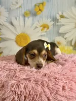 Sally, a female Beagle for sale in Ripley, MS – 1 of 8