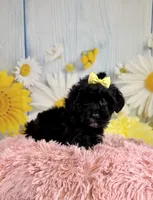 Lady, a female Miniature Aussiedoodle for sale in Ripley, MS – 1 of 8