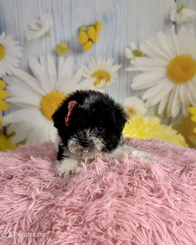 Ellie – Poodle - Toy  puppy for sale in Ripley, MS