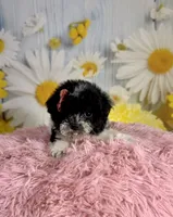 Ellie, a female Poodle - Toy  for sale in Ripley, MS – 1 of 10