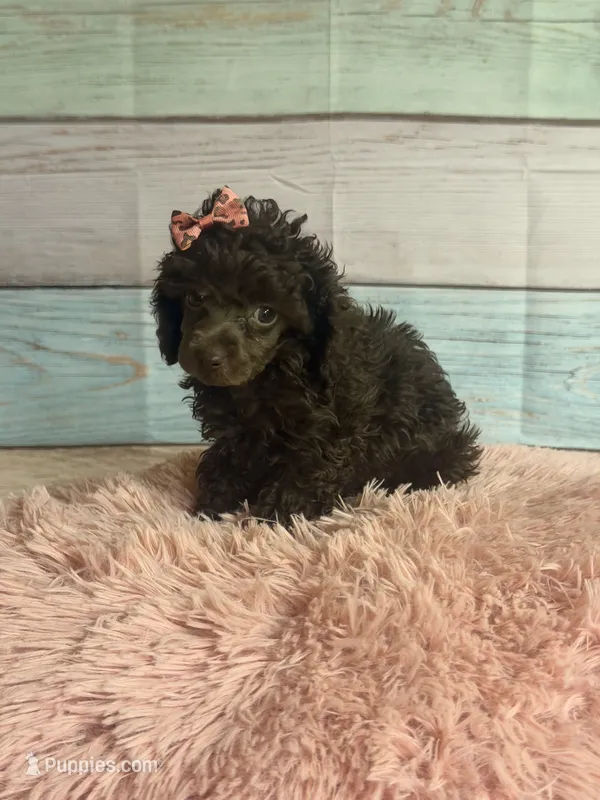 Jill – Poodle - Toy  puppy for sale in Ripley, MS