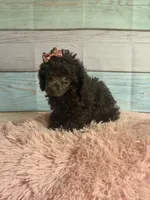 Jill, a female Poodle - Toy  for sale in Ripley, MS – 1 of 10