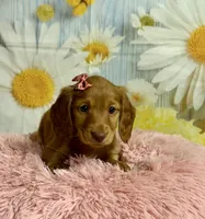 Ivy, a female Miniature Dachshund for sale in Ripley, MS – 3 of 10