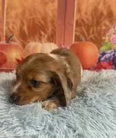 Ash, a male Miniature Dachshund for sale in Ripley, MS – 6 of 10