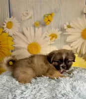 Kobe, a male Pekingese and Shih Tzu for sale in Ripley, MS – 3 of 10
