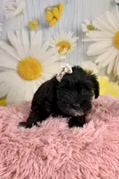 Kate, a female Miniature Schnauzer for sale in Ripley, MS – 4 of 10