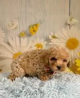 Groot, a male Poochon for sale in Ripley, MS – 3 of 8