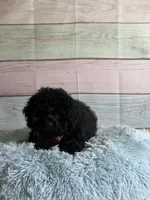 Nigel, a male Poodle - Toy  for sale in Ripley, MS – 3 of 5