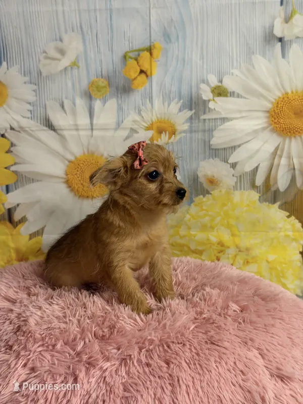 Jill – Yorkipoo puppy for sale in Ripley, MS