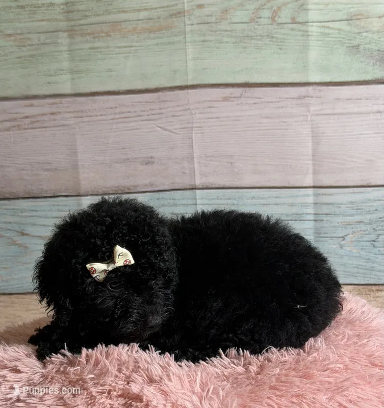 Star – Poodle - Toy  puppy for sale in Ripley, MS