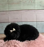 Star, a female Poodle - Toy  for sale in Ripley, MS – 1 of 8