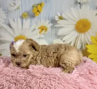 Meadow , a female Shihpoo for sale in Ripley, MS – 7 of 8
