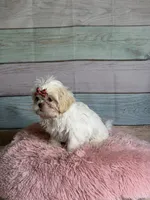 Snow, a female Shih Tzu for sale in Ripley, MS – 5 of 7