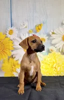 Ruby, a female Chihuahua and Miniature Dachshund for sale in Ripley, MS – 8 of 10
