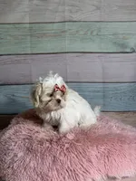 Snow, a female Shih Tzu for sale in Ripley, MS – 3 of 7