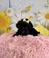 Lady, a female Miniature Aussiedoodle for sale in Ripley, MS – 2 of 8